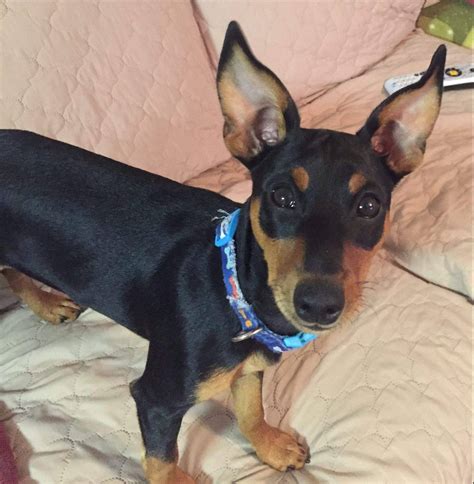 Min pin puppies rescue. Things To Know About Min pin puppies rescue. 